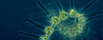 Plankton, magnified. Plankton, magnified.