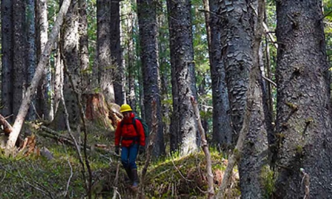 USFS_fieldwork A man walks through the forest with a backpack and hard hat on.