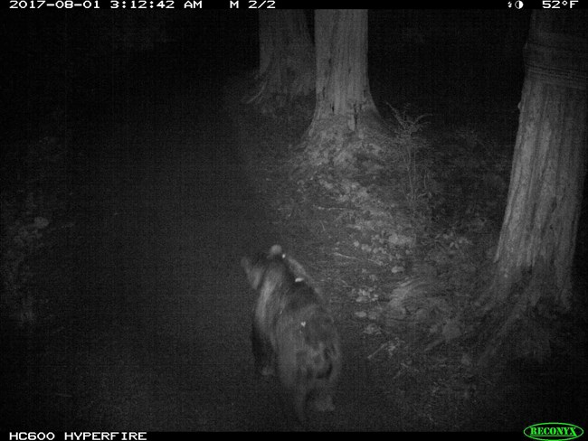 A trail camera shot of a bear walking the trails away from the camera.