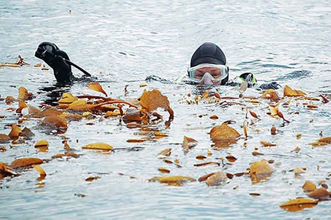 kelpdiver_sm A diver pops up from a kelp bed.