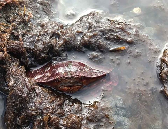 red rock crab_sm A red rock crab blends in with his intertidal surroundings.