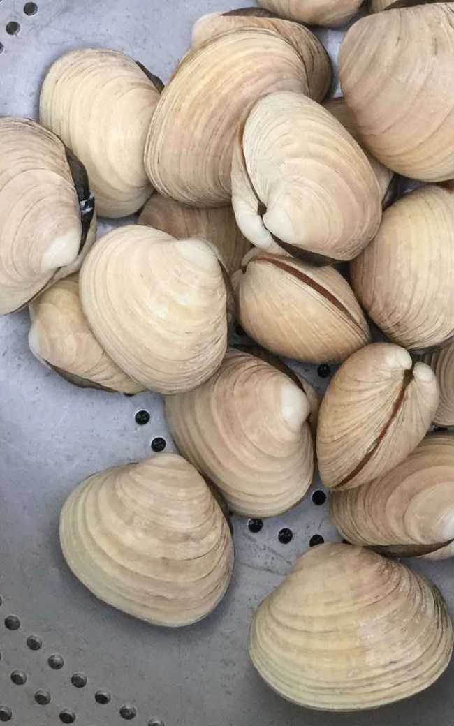 sitkaclams_sitkavores A colander of clams.