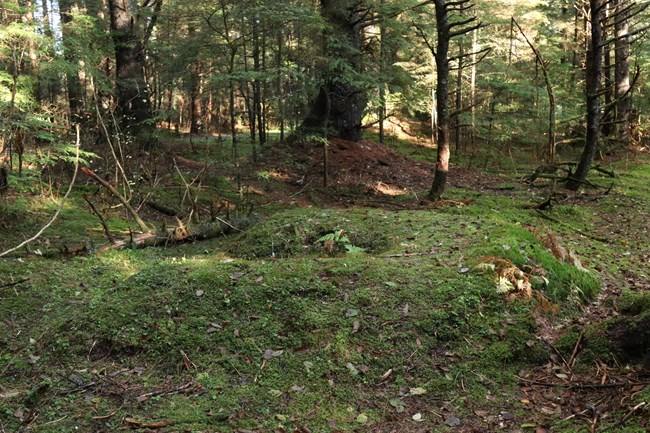A horseshoe shaped embankment in the forest, covered in thick moss.