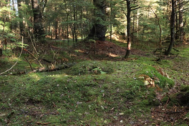 A horseshoe shaped embankment in the forest, covered in thick moss.