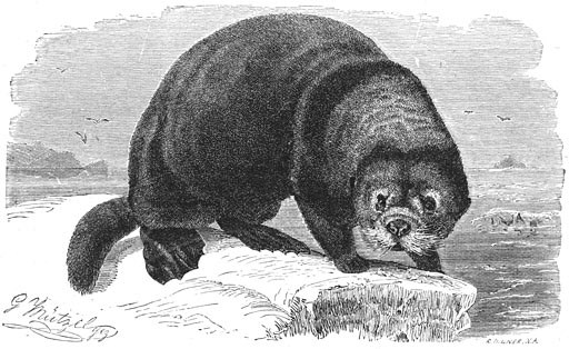 A drawing of a sea otter on land.
