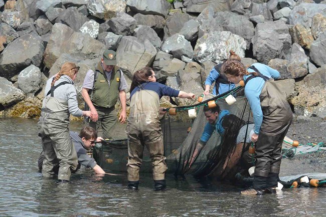 A group of volunteers sein in the intertidal area of the park.