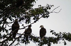 Photo of three bald eagles sitting on a tree branch.