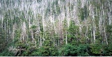 A forested hillside with numerous dead white trunks of yellow cedar interspersed with living hemlock and spruce.