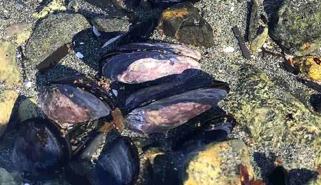 Blue mussels.
