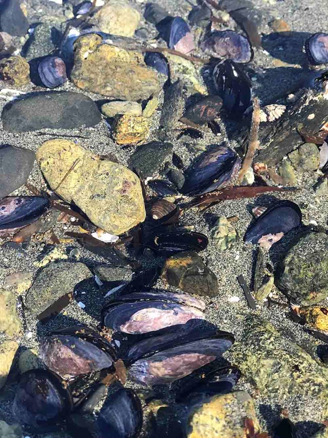 Blue mussel bed; used to monitor ocean contaminants.
