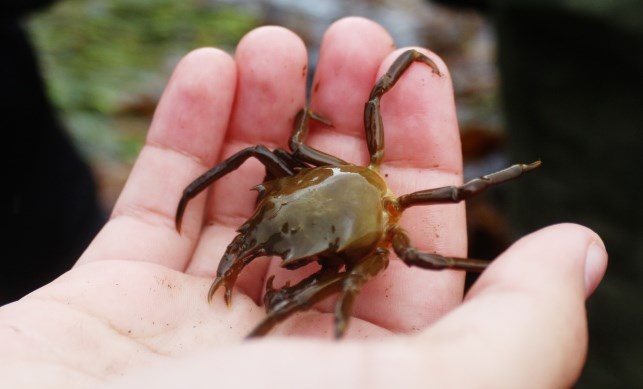Small crab in the palm of a hand Small crab in the palm of a hand