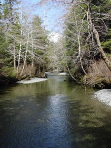 Photograph of tree lined Indian River and blue sky. Photograph of tree lined Indian River and blue sky.