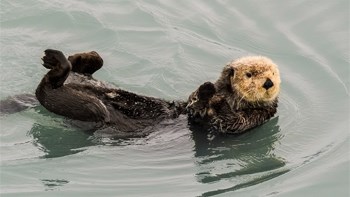 See otter floating on its back in the ocean waving to the camera.