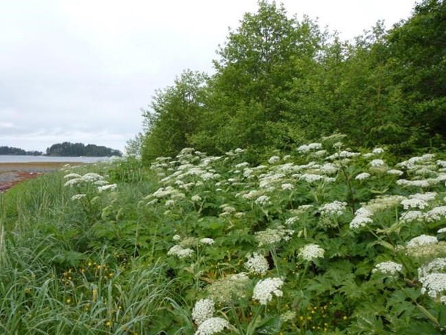 Coastal meadow dominated by American dunegrass and cow parsnip.