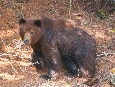 A large brown bear stands  amid dead tree branches, spruce and hemlock needles.