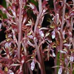 A close-up of the delicate coral red, white and light purple stalks and flowers of the Spotted Coralroot orchid.