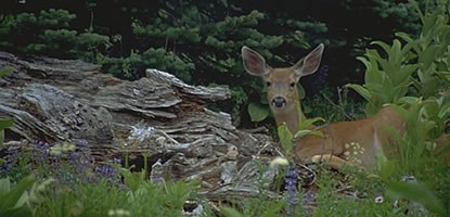 A Sitka black tailed deer stands amid lupine, spruce and other plants, alongside a large log.
