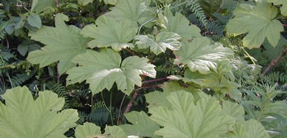 Many large leaves of spiny Devil's Club. Many large leaves of spiny Devil's Club.