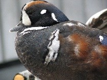 Closeup image of a sitting Harlequin Duck.