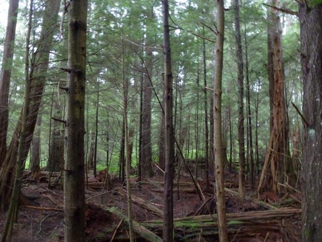 The hemlock spruce with sparse understory.