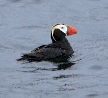 Photo of a Puffin floating in the ocean.