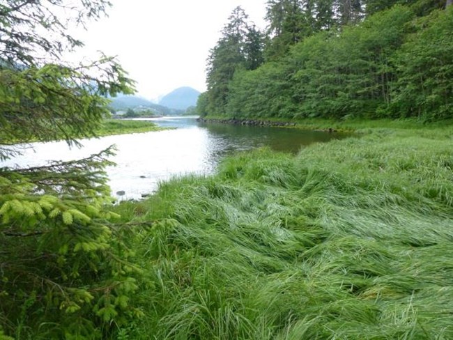 A tidal marsh dominated by sedges.