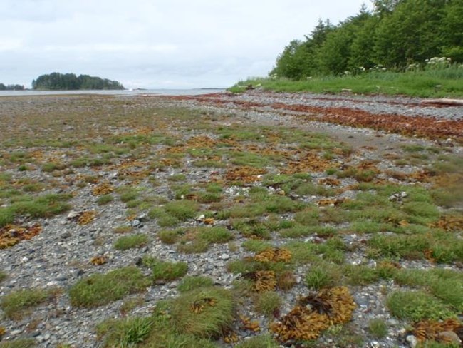 A tidal flat with salt-tolerant plants.