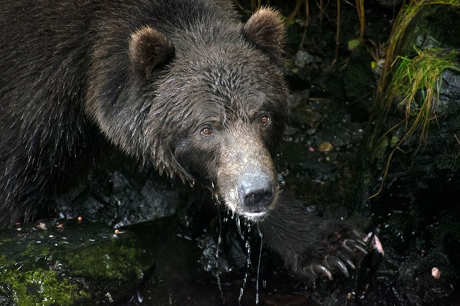 A brown bear looks up from a raive