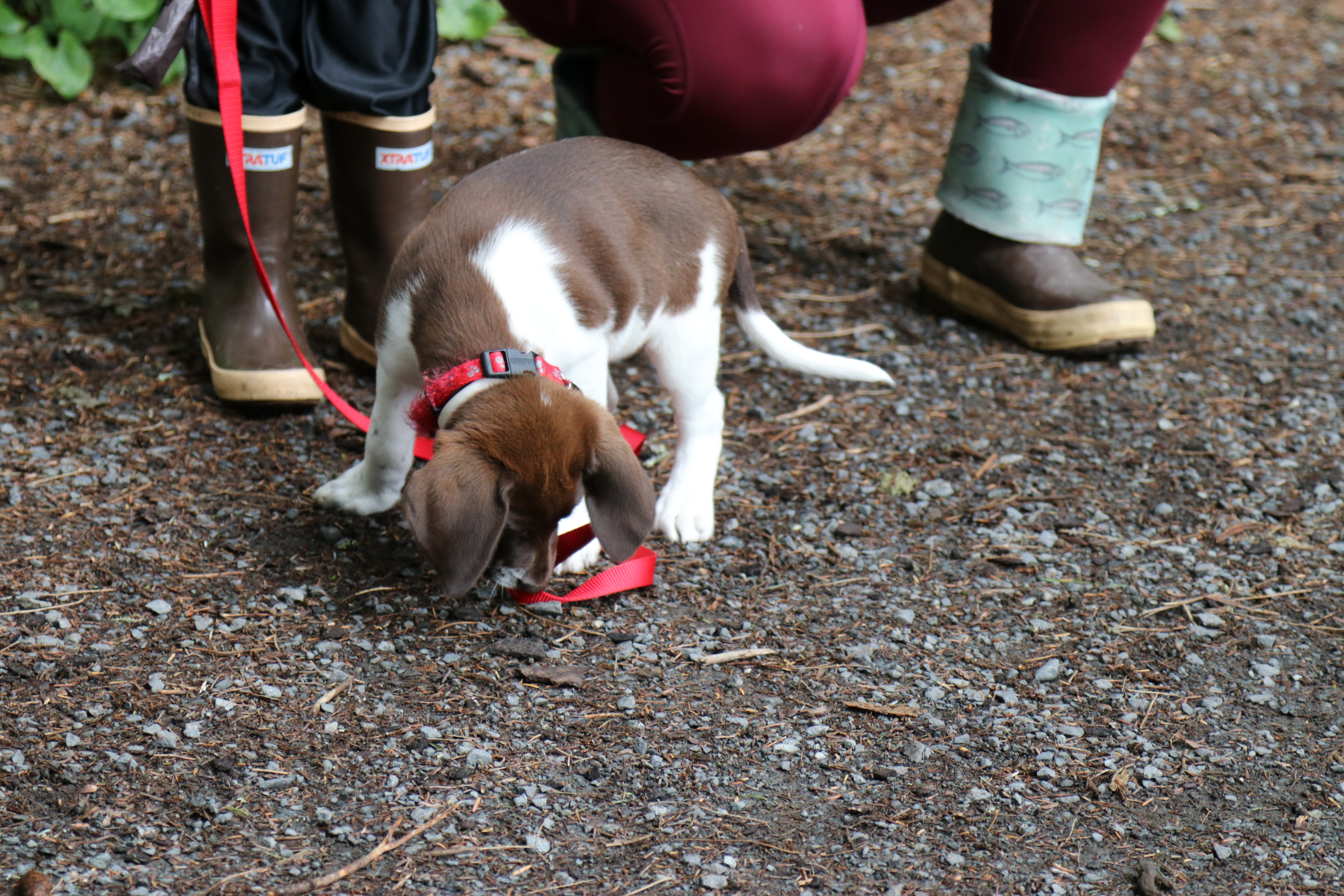 A puppy with a red leash