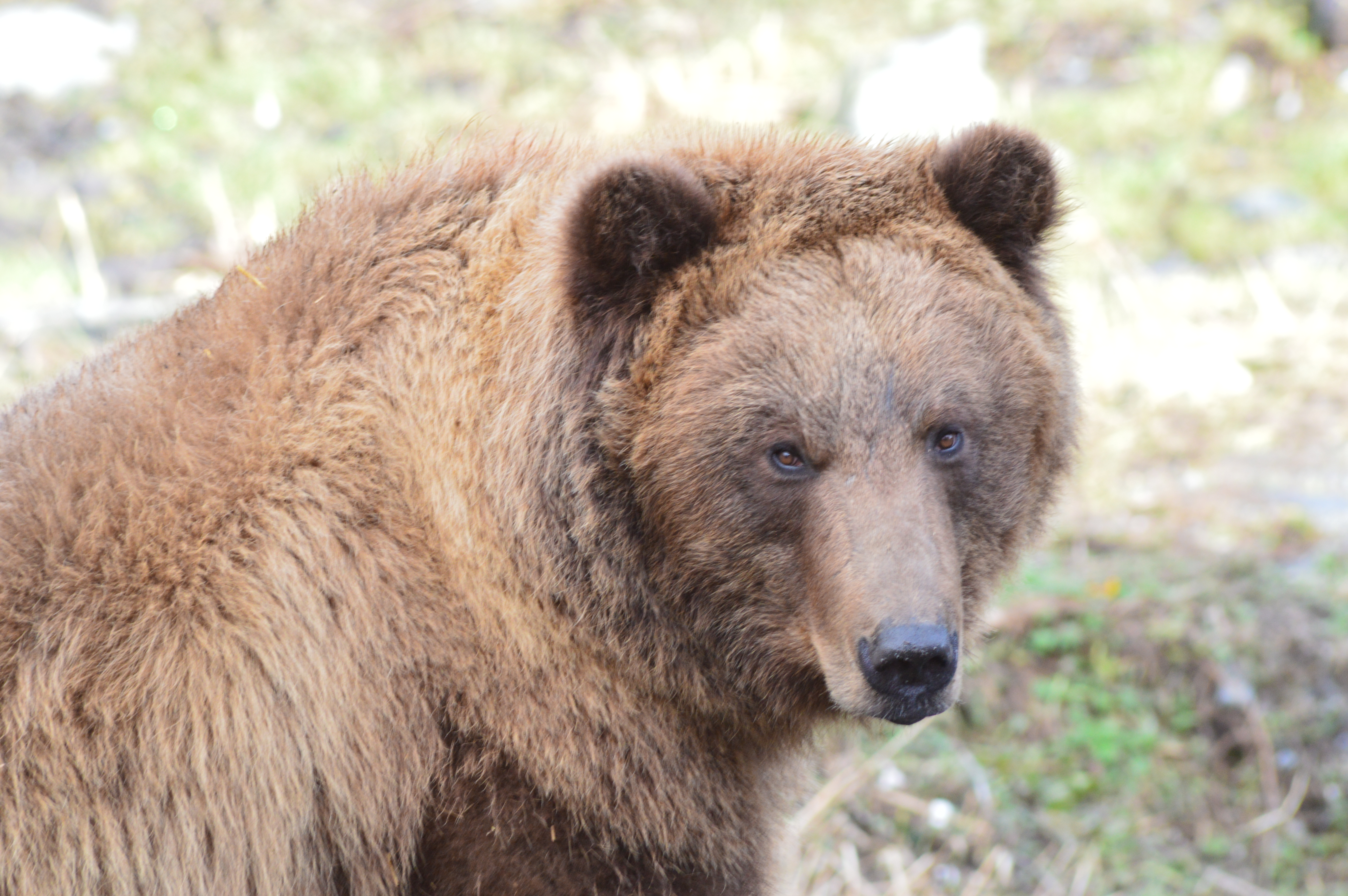 A brown bear looks directly at the viewer.