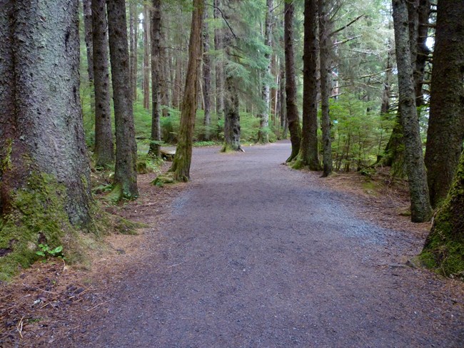 A wide flat trail in a forest.