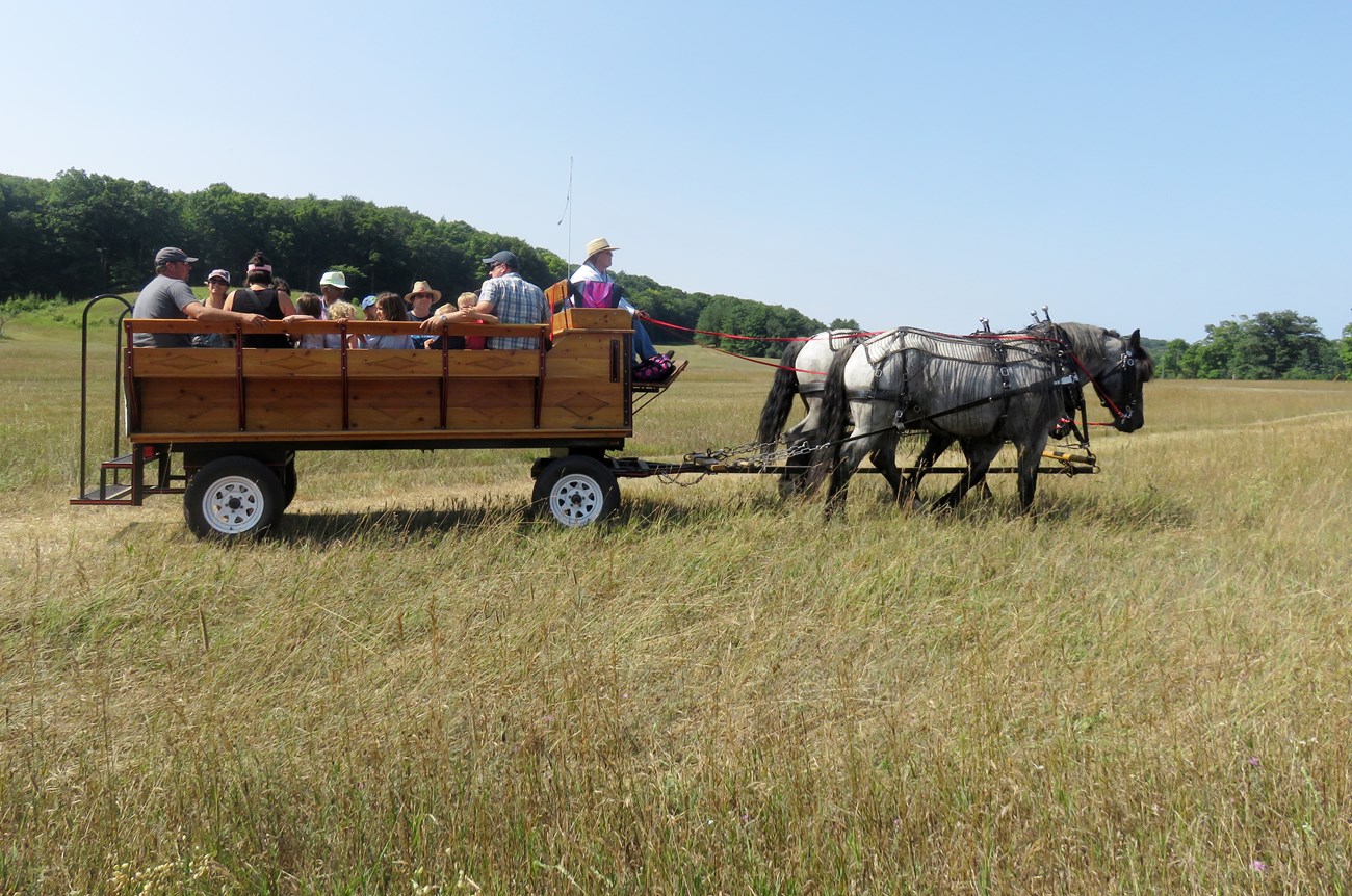 two gray horses pull a wooden wagon with people sitting in it.
