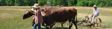 Oxen-drawn hay mower, Port Oneida Fair