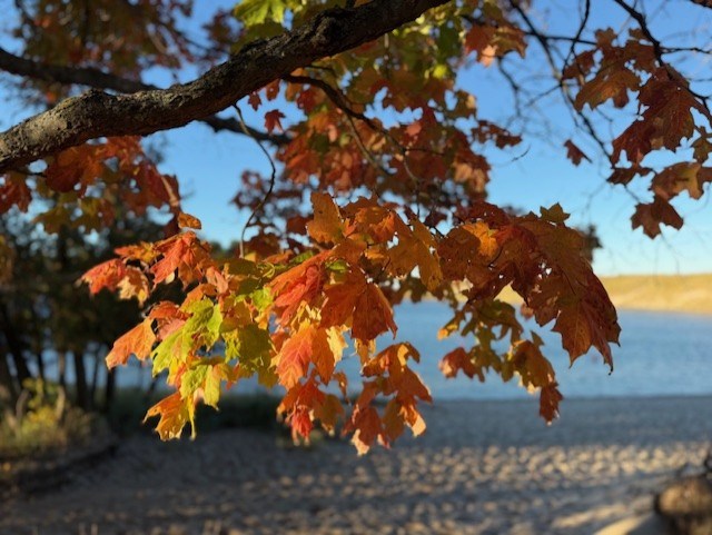 orange and yellow maple leaves hang on a branch