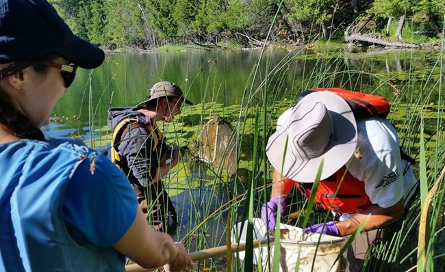 2019 TRT Educators use nets to search for dragonfly larvae in the plants and mud on the bottom of Bass Lake
