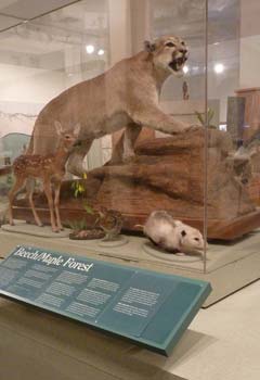 cougar_exhibit cougar_exhibit