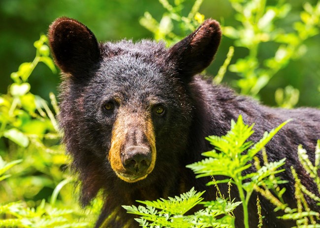 Headshot of black bear