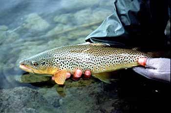 Hands holding a long, narrow black-speckled brown fish