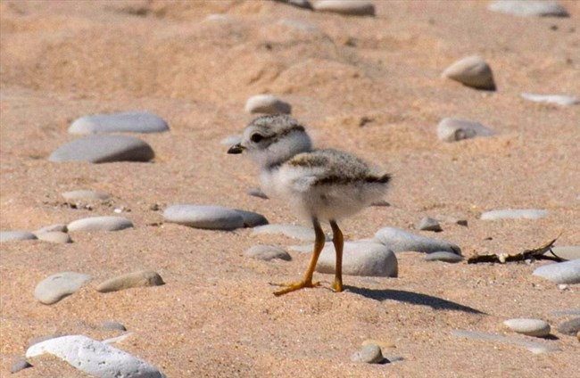 Small round fluff of feathers with two stick legs--a piping plover chick on a sandy beach