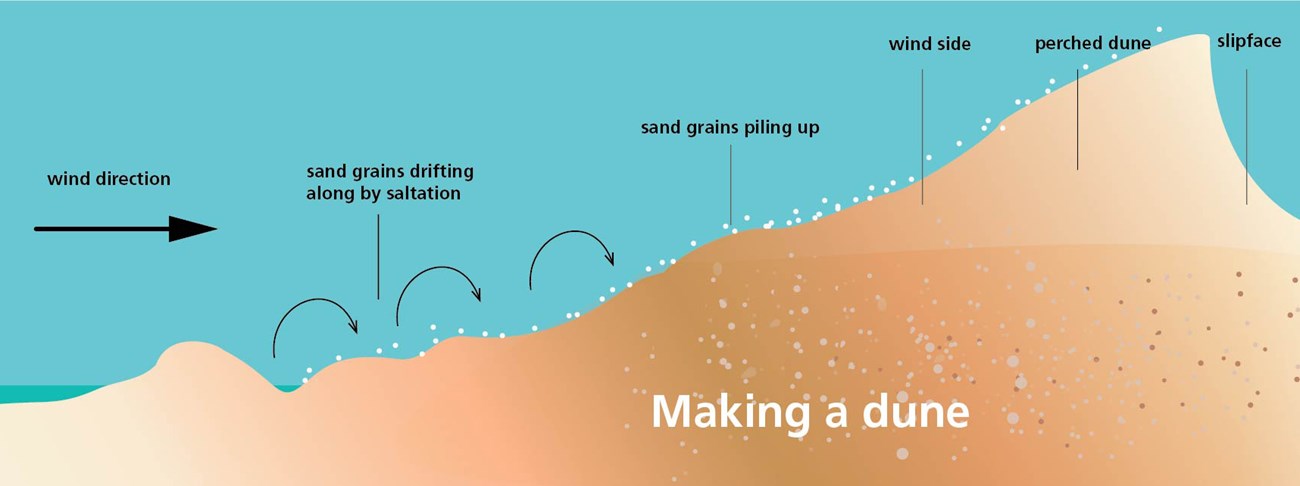 Diagram of how a sand dune is formed by wind blowing sand