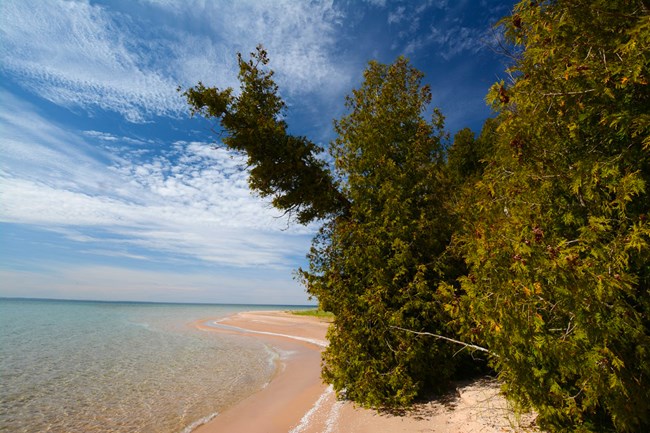 Island beach with cedar trees creeping toward the crystal clear lake water