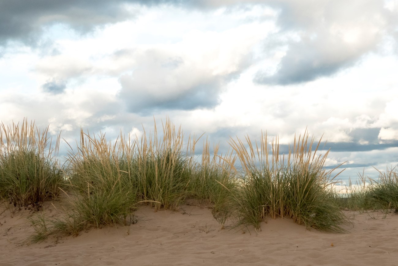 Tall grass plants cover small ridge of sand under a bright cloudy sky