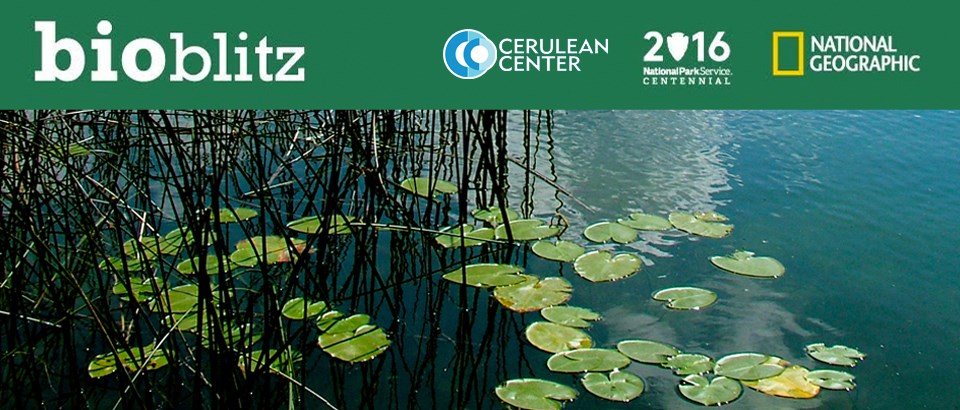 BioBlitz graphic of Bass Lake lillies BioBlitz graphic of Bass Lake lillies