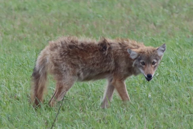 A large wild dog stands in a field looking at the camera with its mouth open