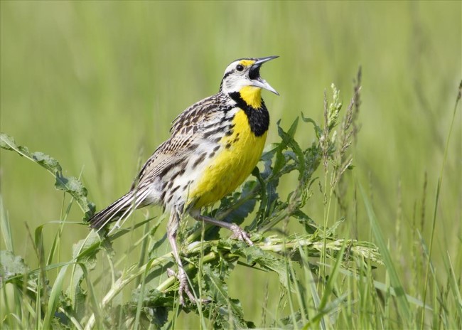 EMeadowlark_NPSJSchmidt650.jpg?maxwidth\u003d650\u0026autorotate\u003dfalse