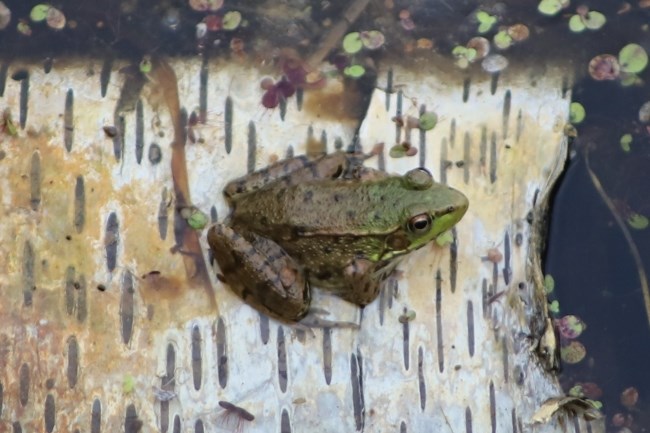 A green and brown pond frog rests on a birch bark raft