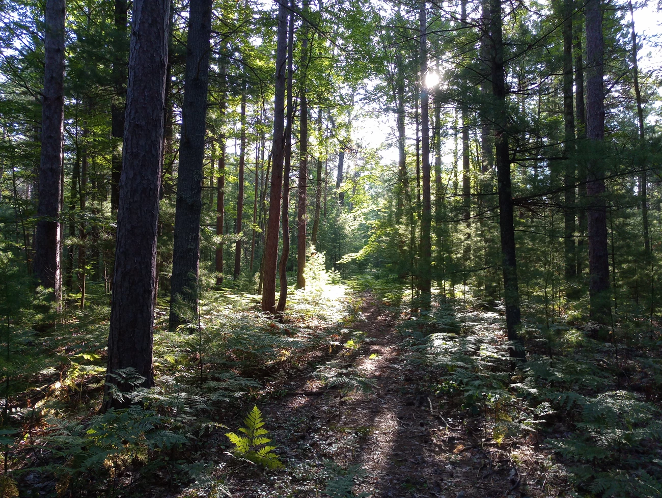 OtterCreekForest-Summer Looking out into the forest as the sun peeks through the tall trunks of pine, beech, and maple trees lighting the forest floor of shrubs.