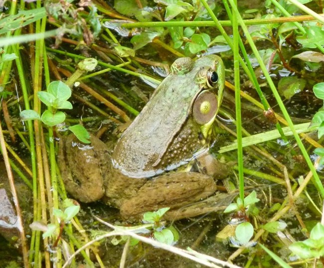 A Green Frog sits partially submerged in shallow water on top of aquatic plants.