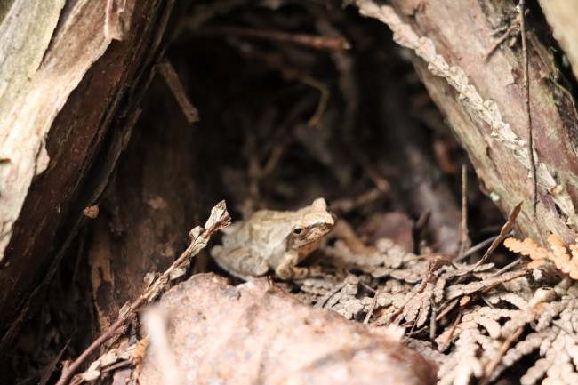 A very small grayish-brown frog hides in leaves beneath a tree