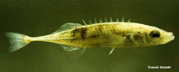 A small mottled gray fish with nine dorsal spines sitting in a green image field